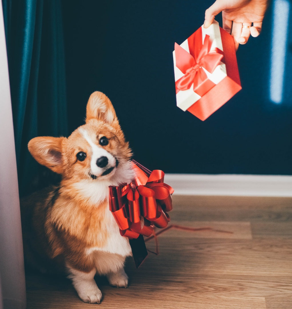 REGALOS PARA MASCOTAS